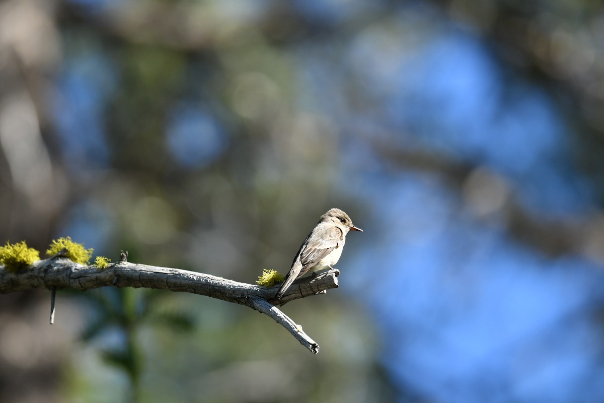 Western Wood-Pewee - ML464098071