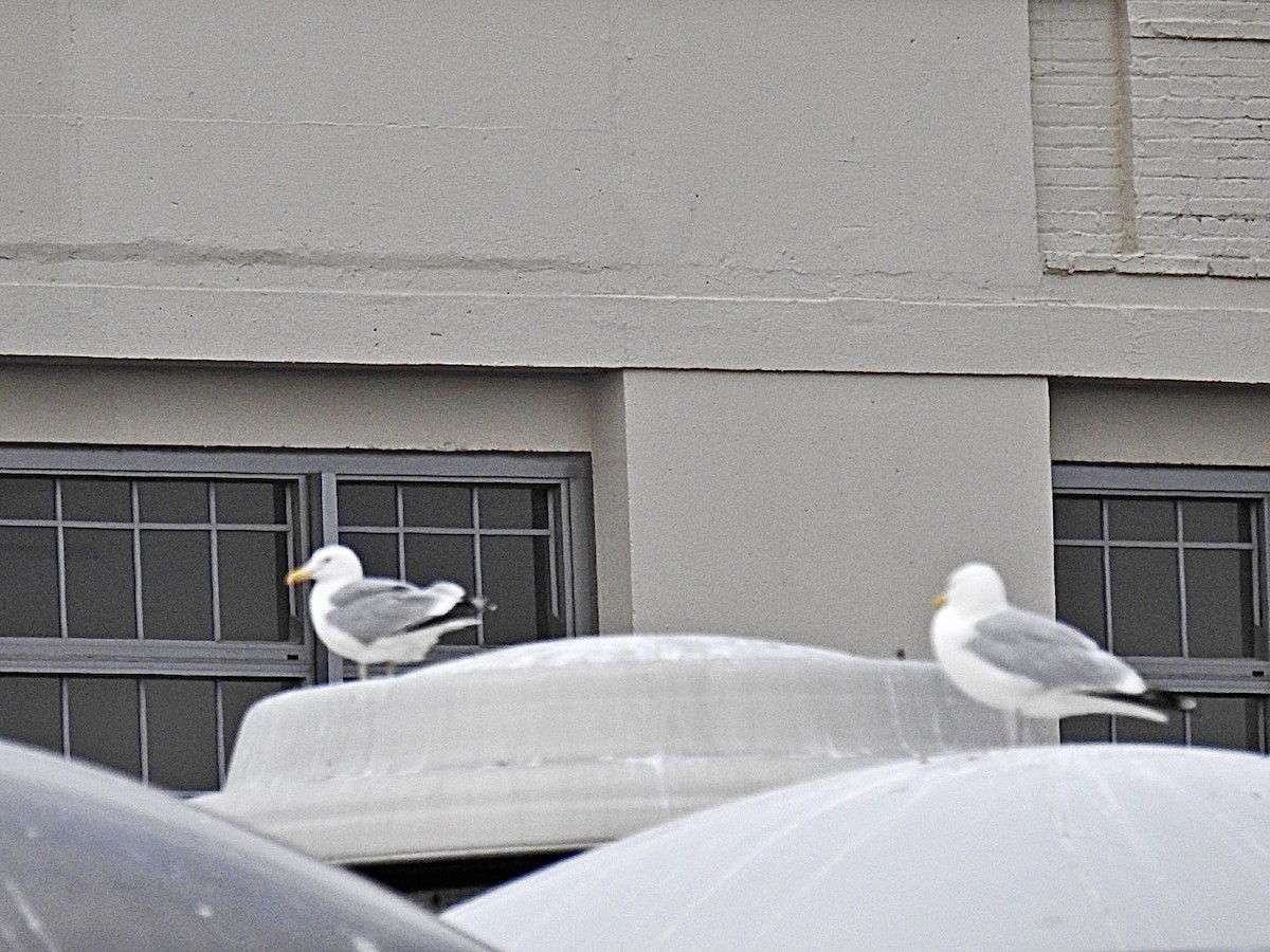American Herring x California Gull (hybrid) - ML464099851