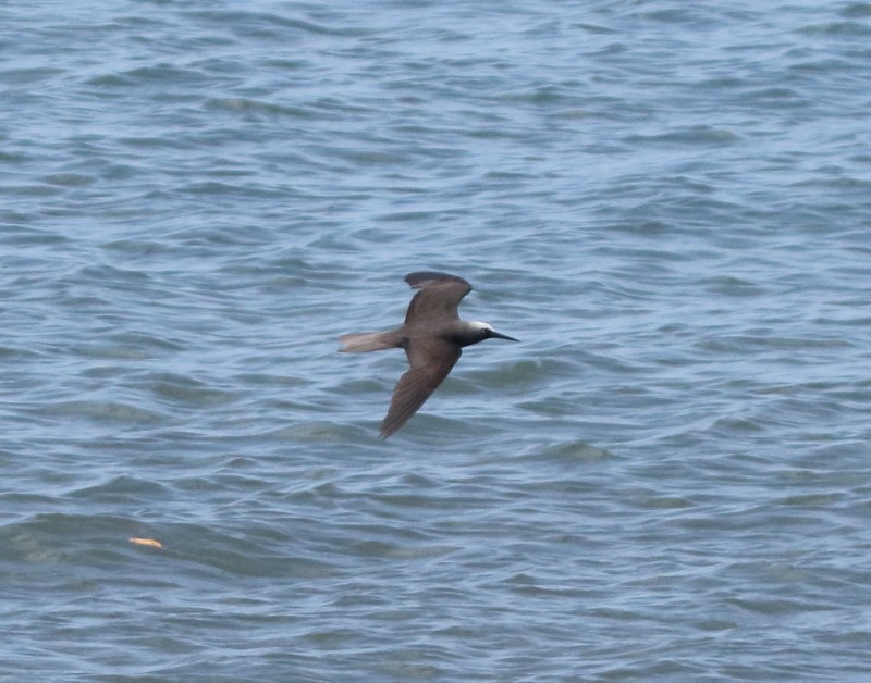 Black Noddy - Joseph Mancuso