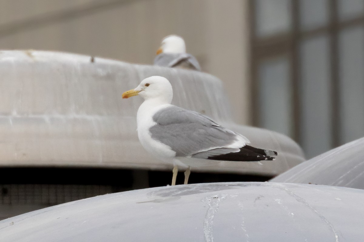 American Herring x California Gull (hybrid) - ML464101391