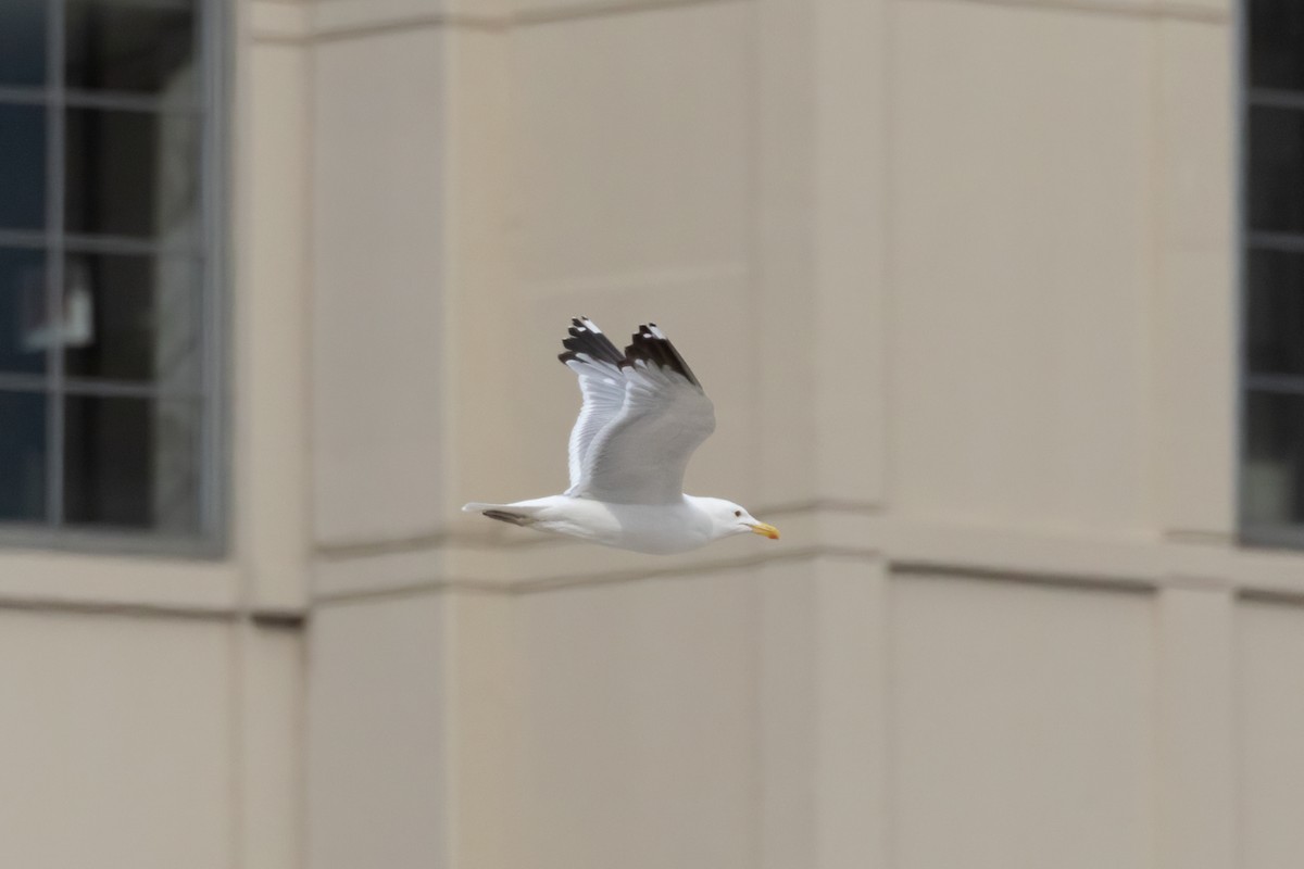 American Herring x California Gull (hybrid) - ML464101441