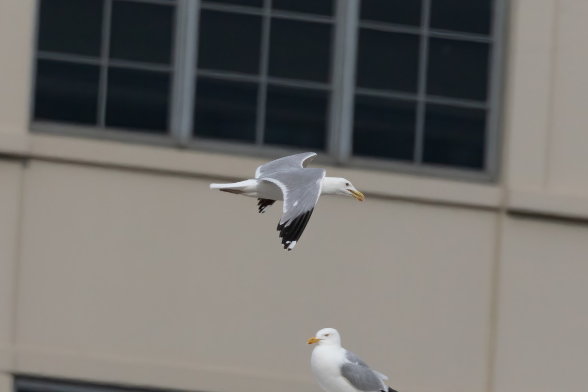 American Herring x California Gull (hybrid) - ML464101461