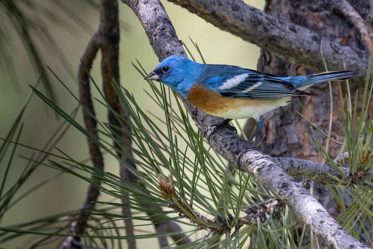 Lazuli Bunting - ML464101551