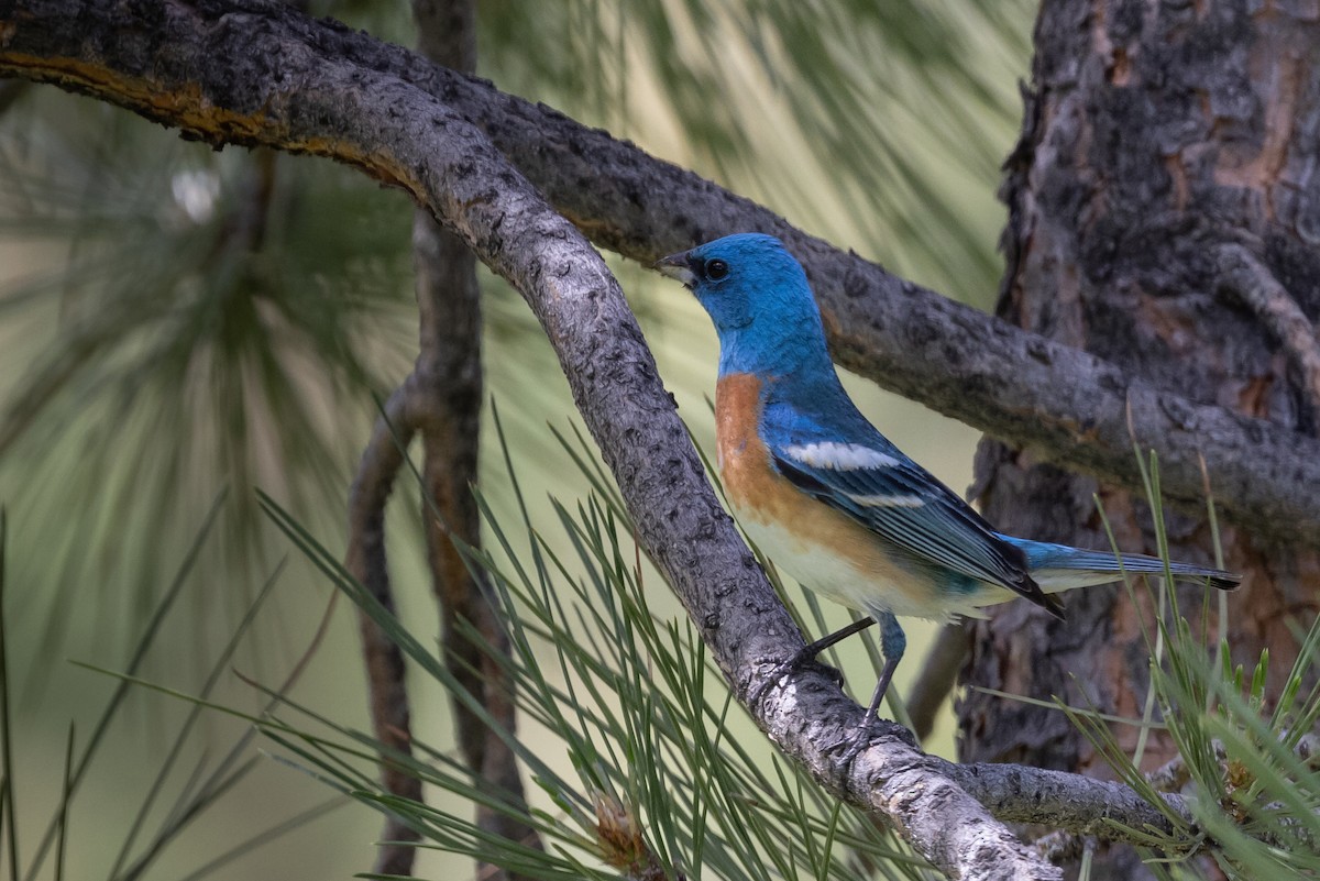 Lazuli Bunting - ML464101561