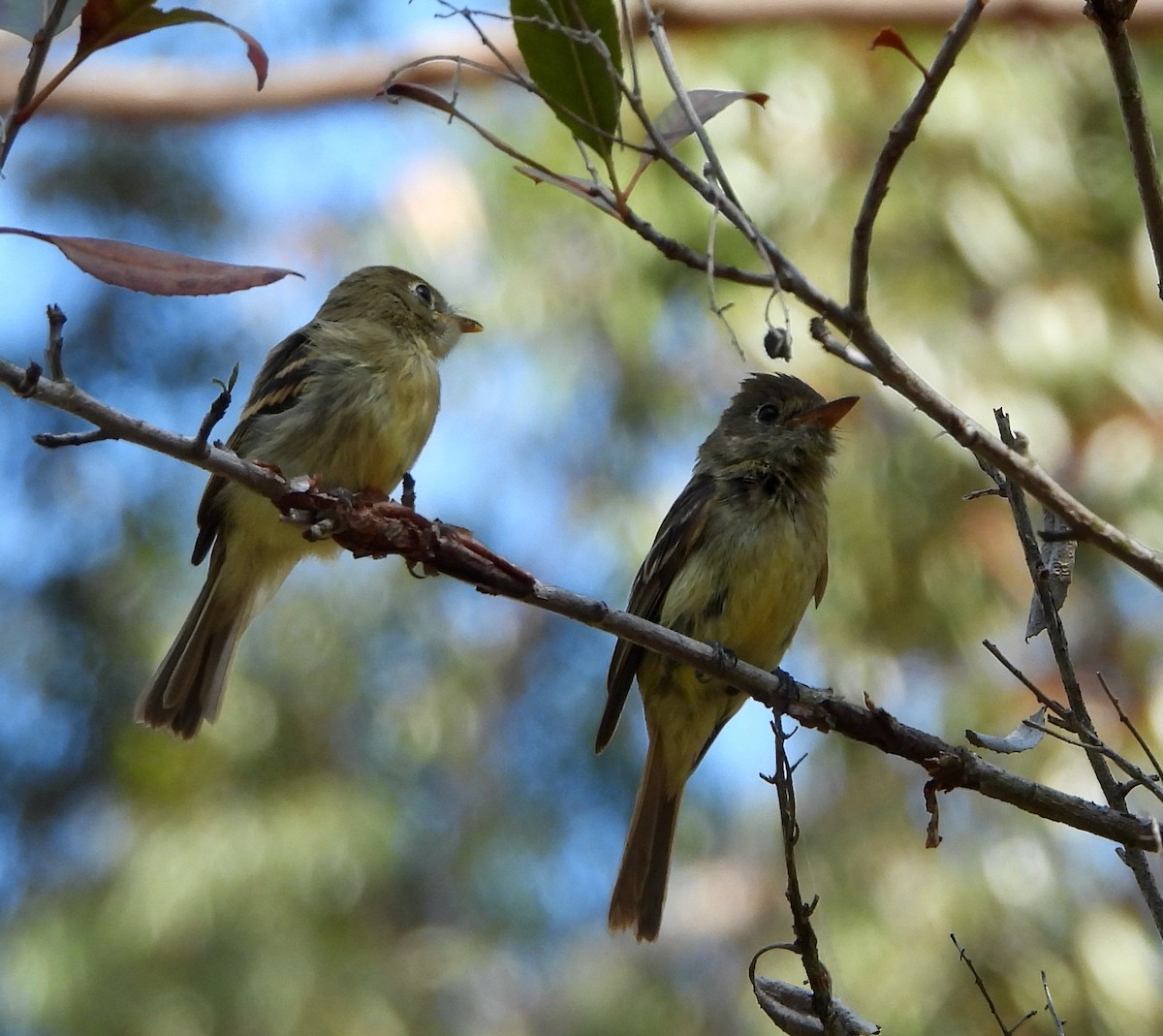 Western Flycatcher (Pacific-slope) - ML464102091