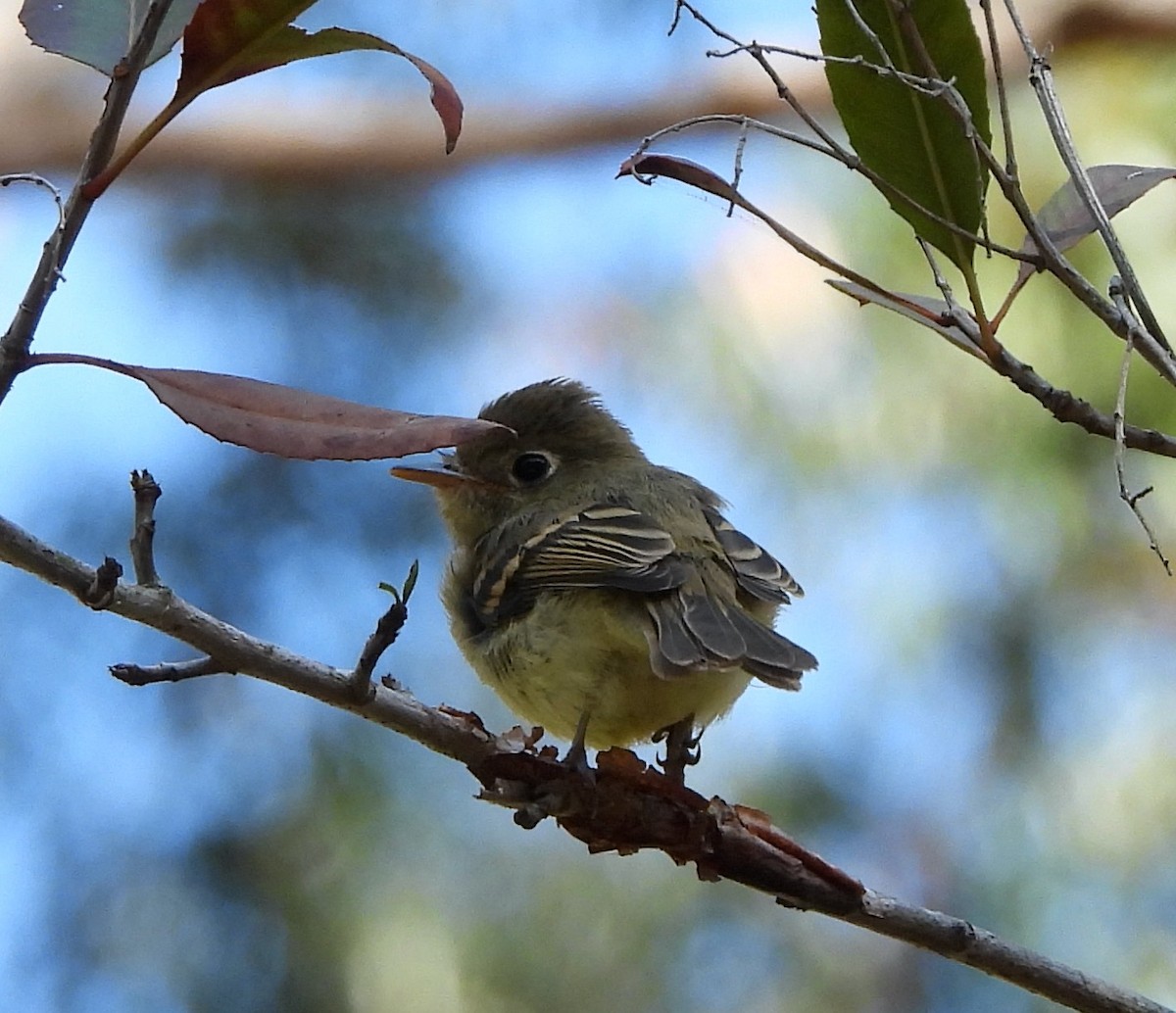 Western Flycatcher (Pacific-slope) - ML464102121