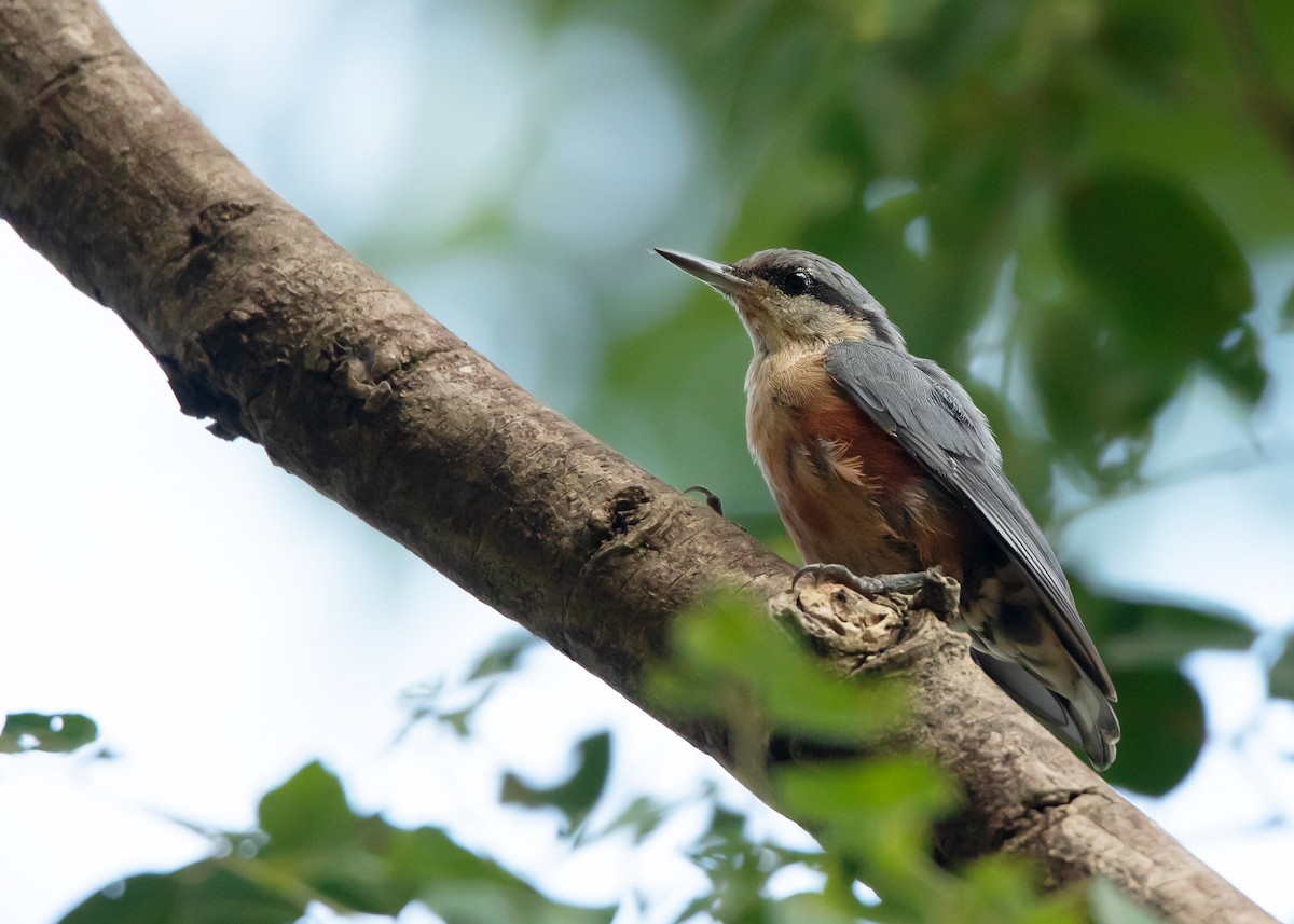 Burmese Nuthatch - Ayuwat Jearwattanakanok