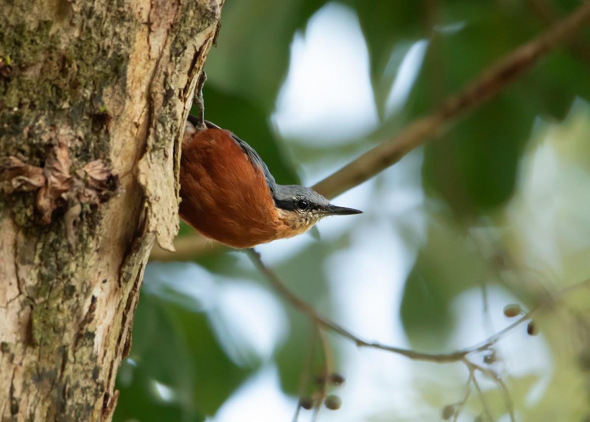 Burmese Nuthatch - Ayuwat Jearwattanakanok