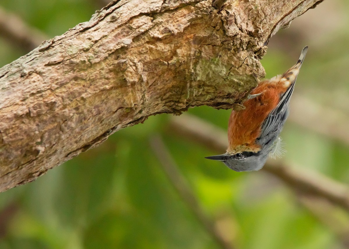 Burmese Nuthatch - Ayuwat Jearwattanakanok