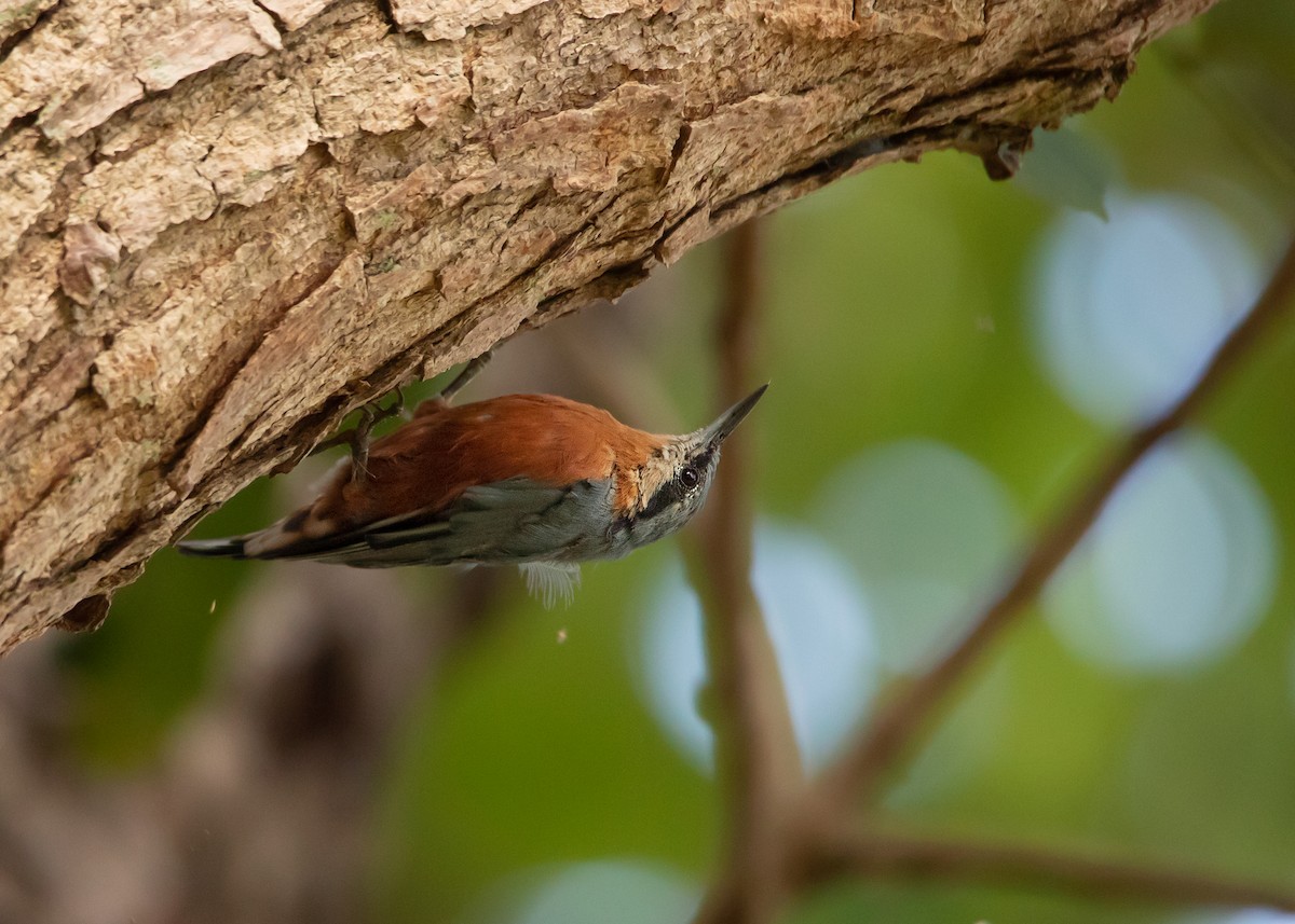 Burmese Nuthatch - ML464103271