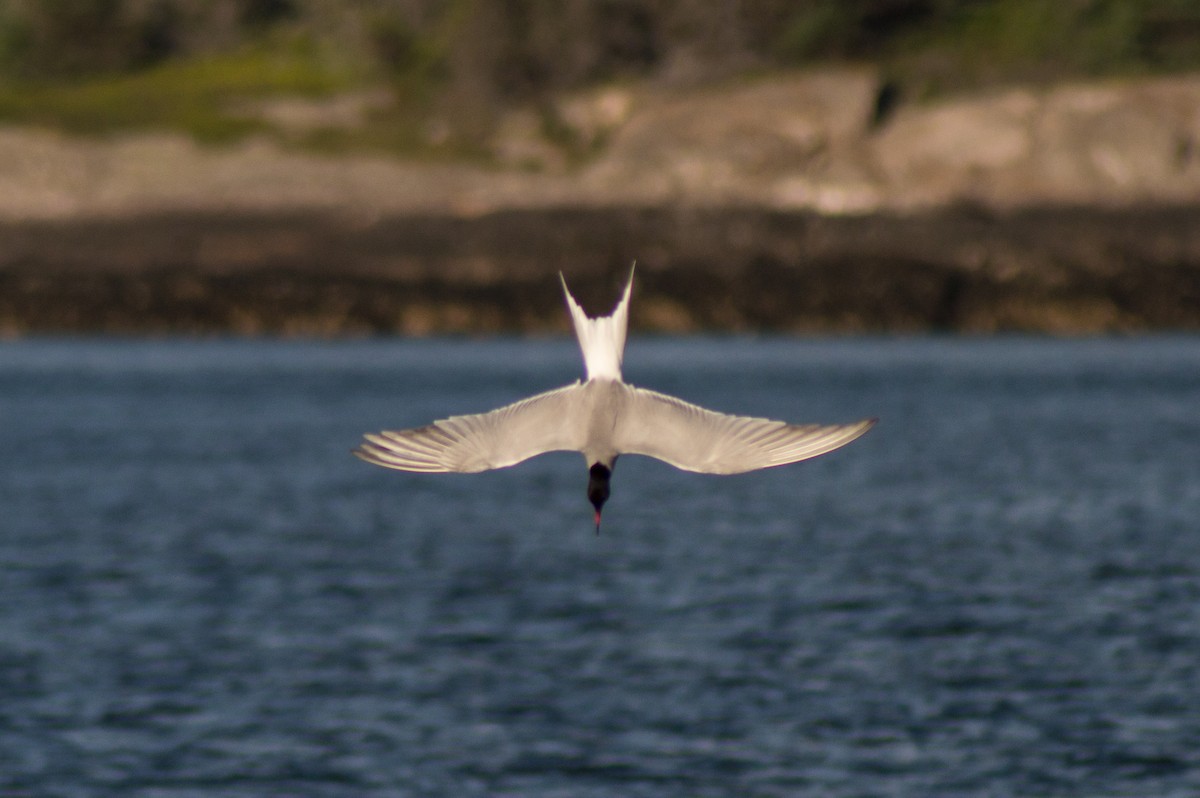 Common Tern - Trenton Voytko