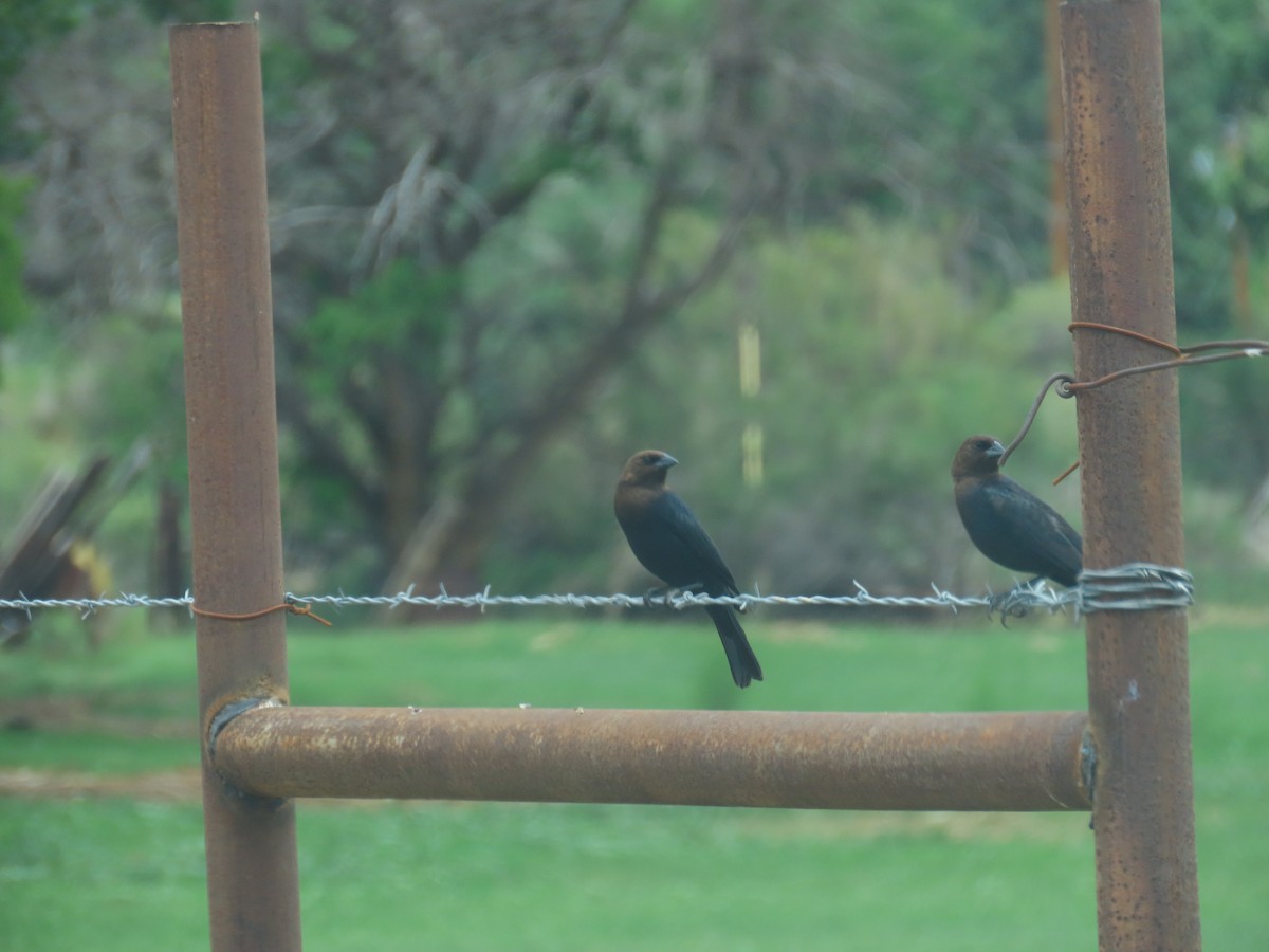Brown-headed Cowbird - ML464103581