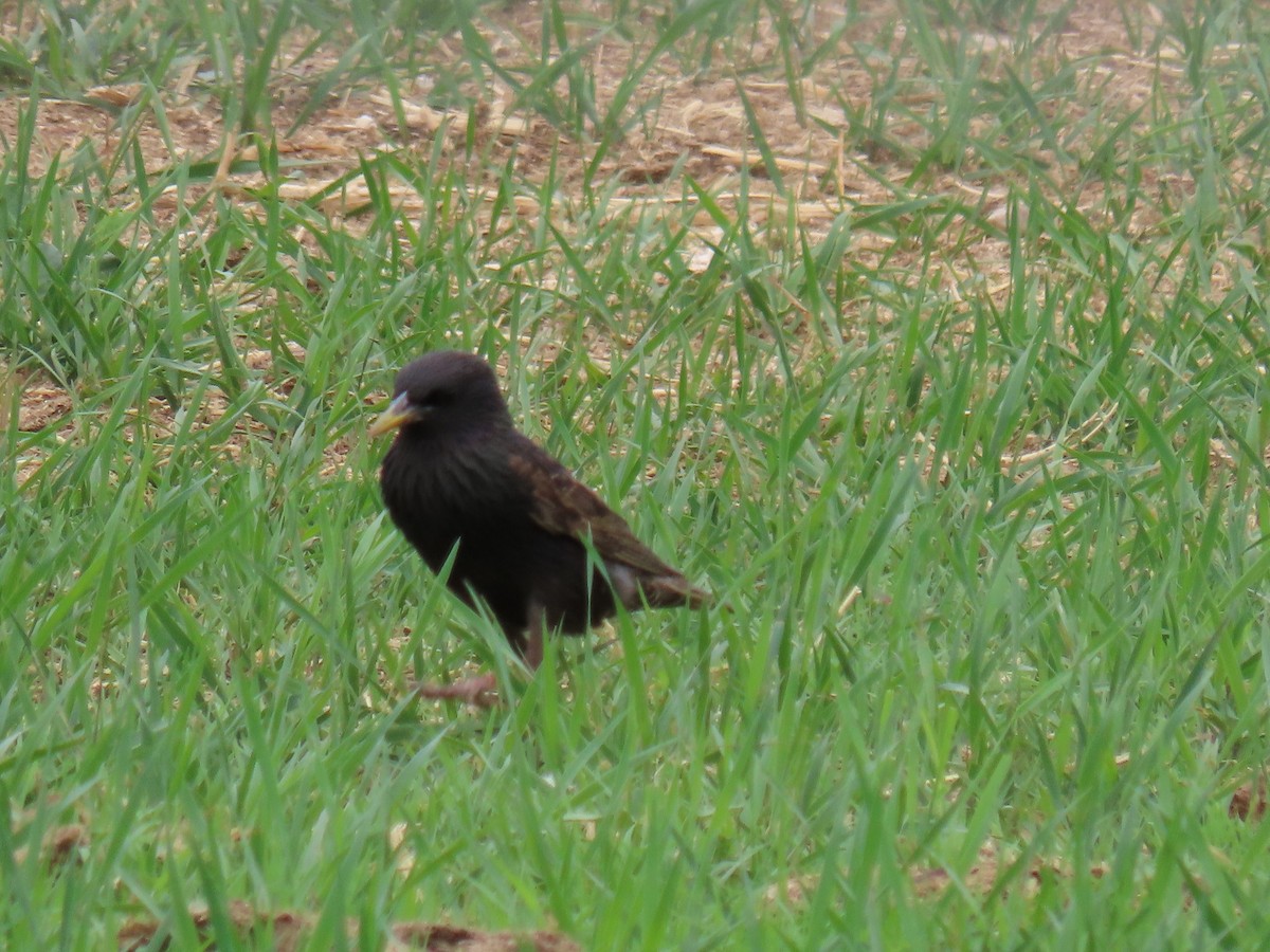 歐洲椋鳥 - ML464103731