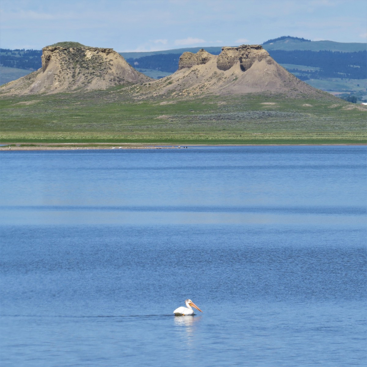 American White Pelican - raylene wall