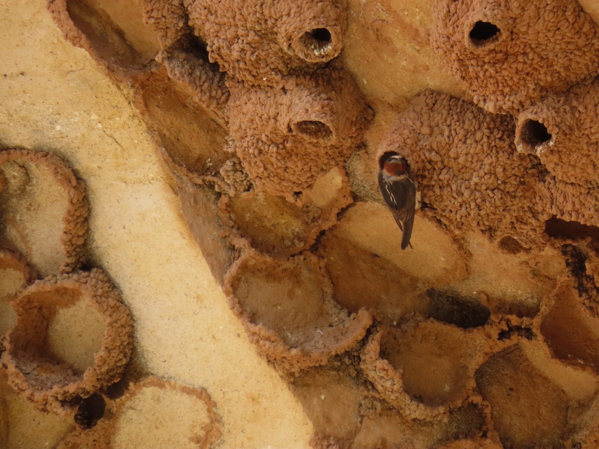 Cliff Swallow - ML464103931
