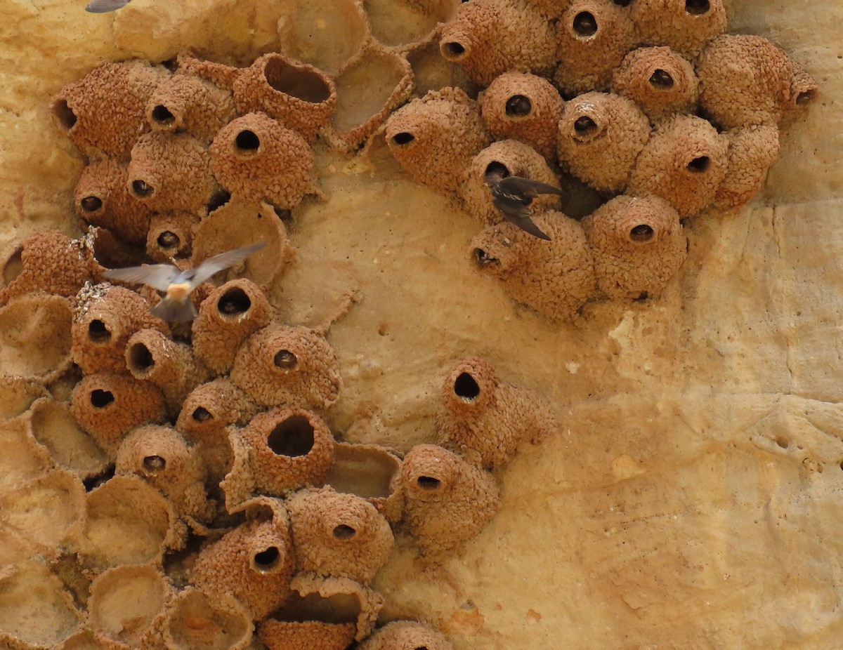 Cliff Swallow - ML464103941
