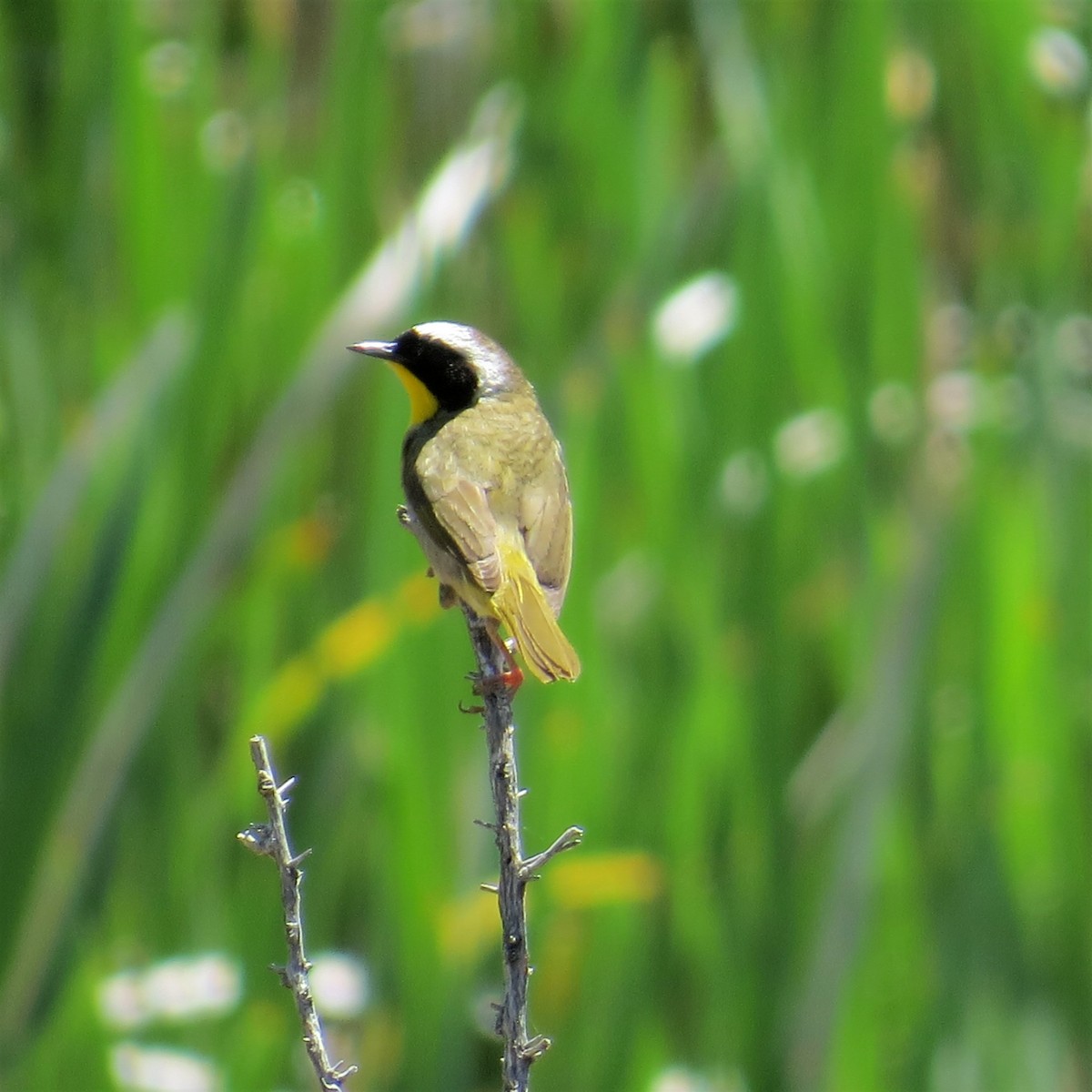 Common Yellowthroat - ML464103961