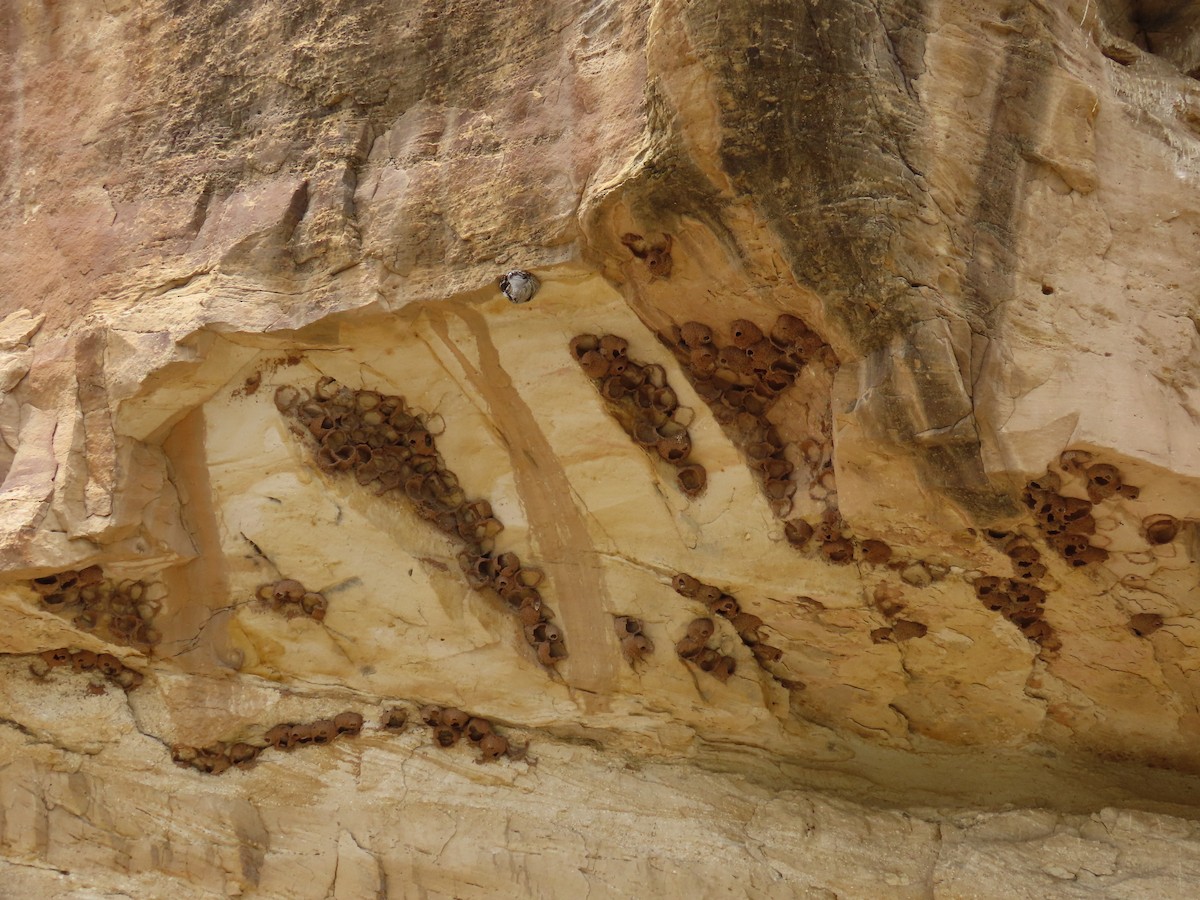 Cliff Swallow - ML464104041