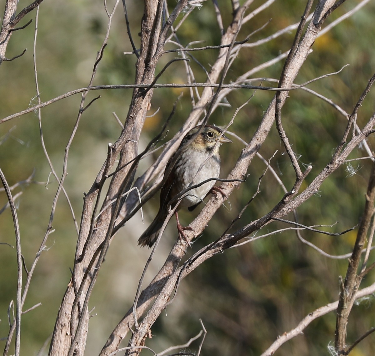 Swamp Sparrow - ML464104191