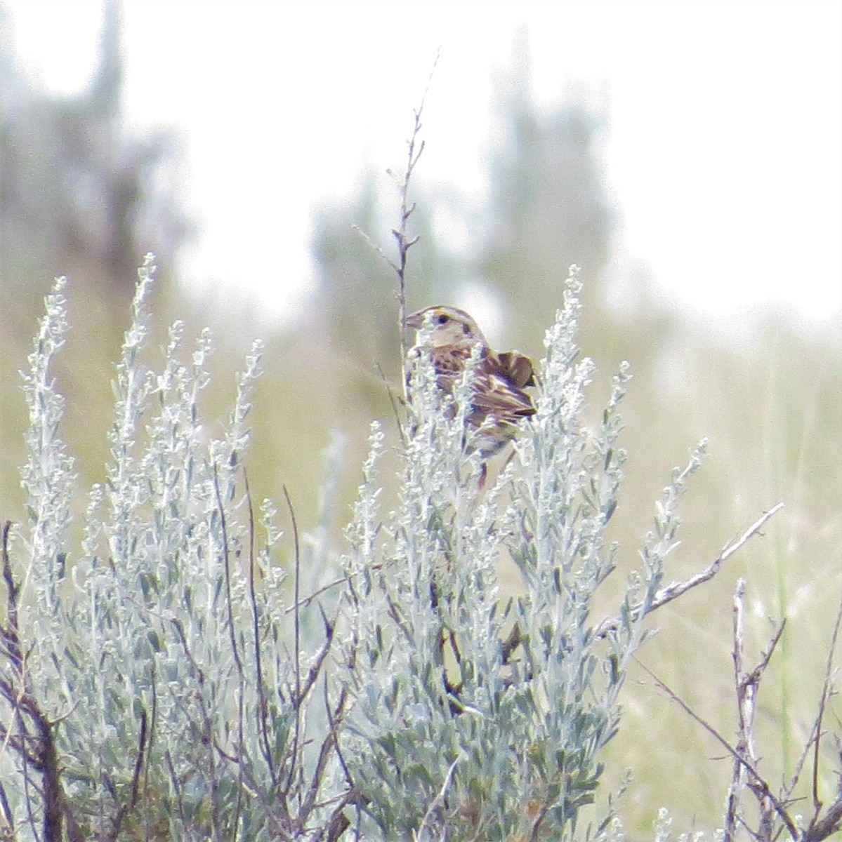 Grasshopper Sparrow - ML464104201