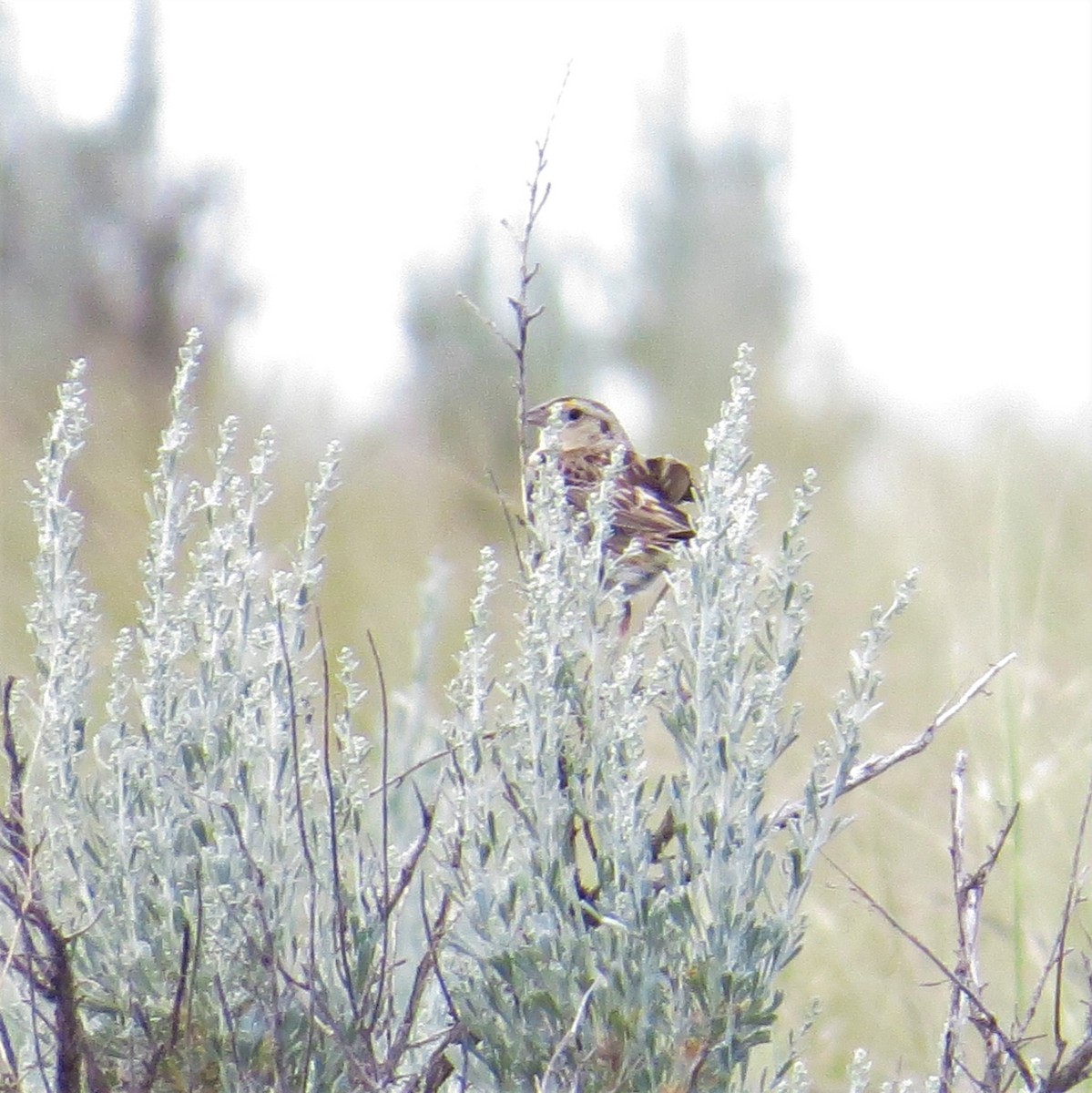 Grasshopper Sparrow - raylene wall