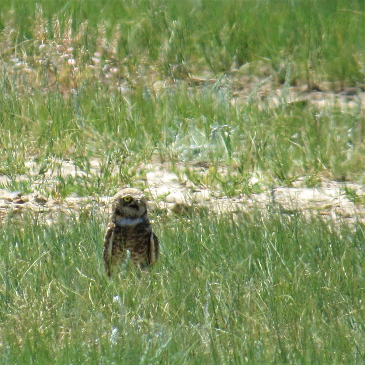 Burrowing Owl - raylene wall