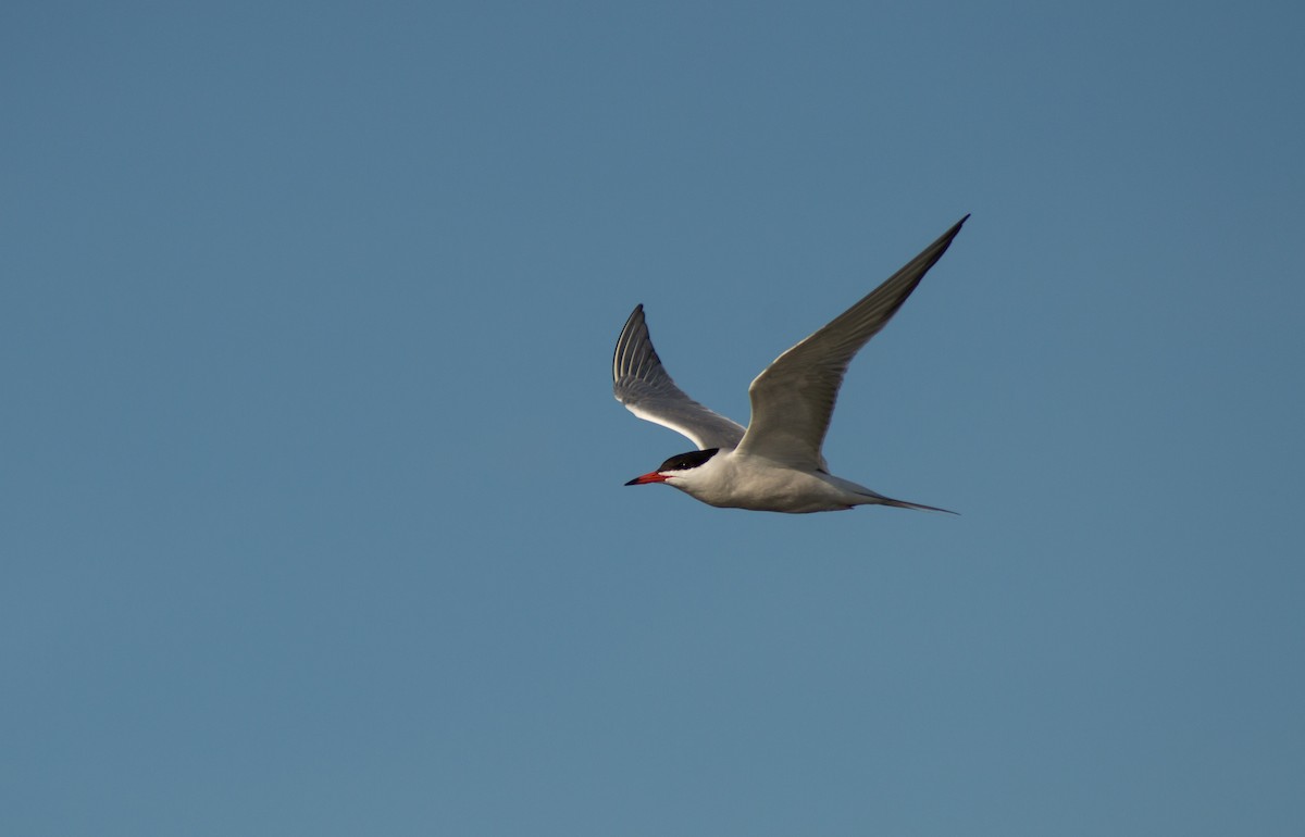 Common Tern - Trenton Voytko