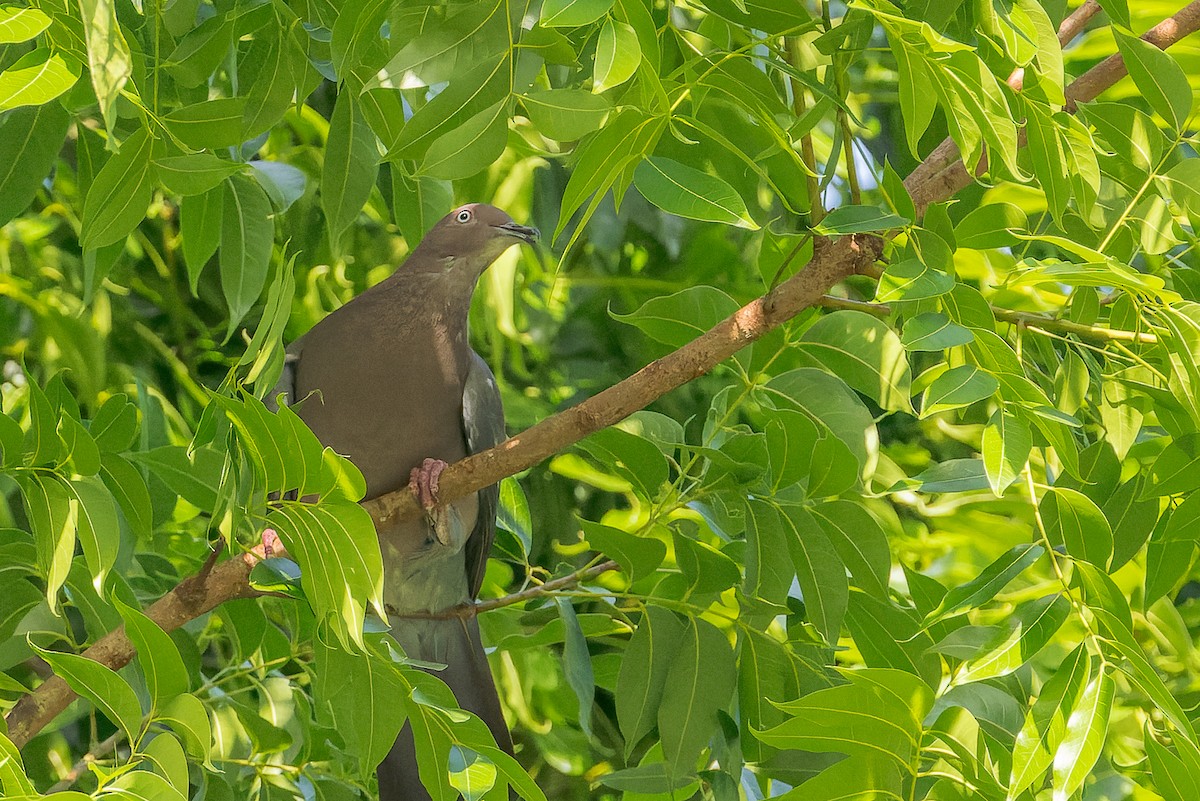 Plain Pigeon - ML464105271