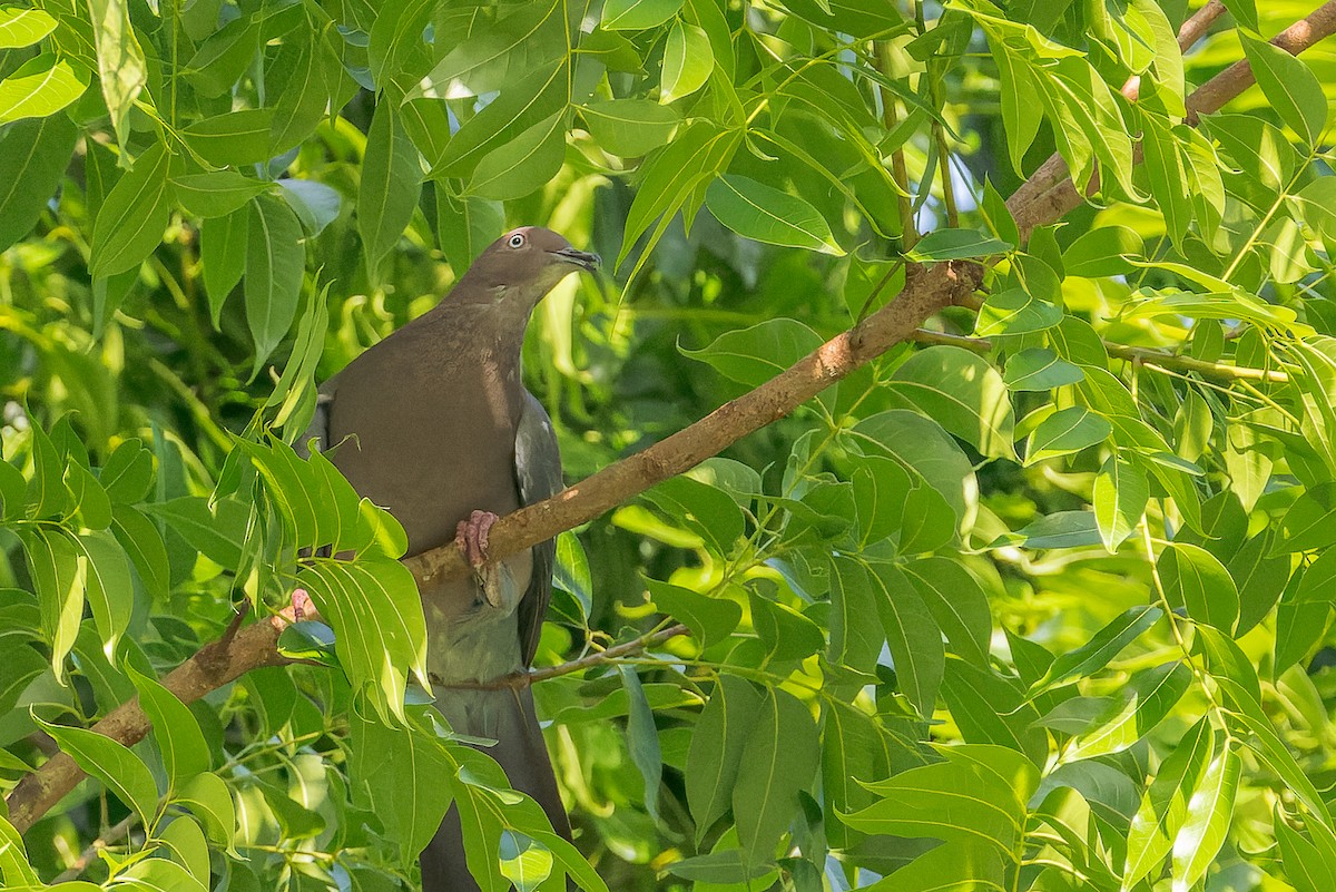 Plain Pigeon - ML464105271