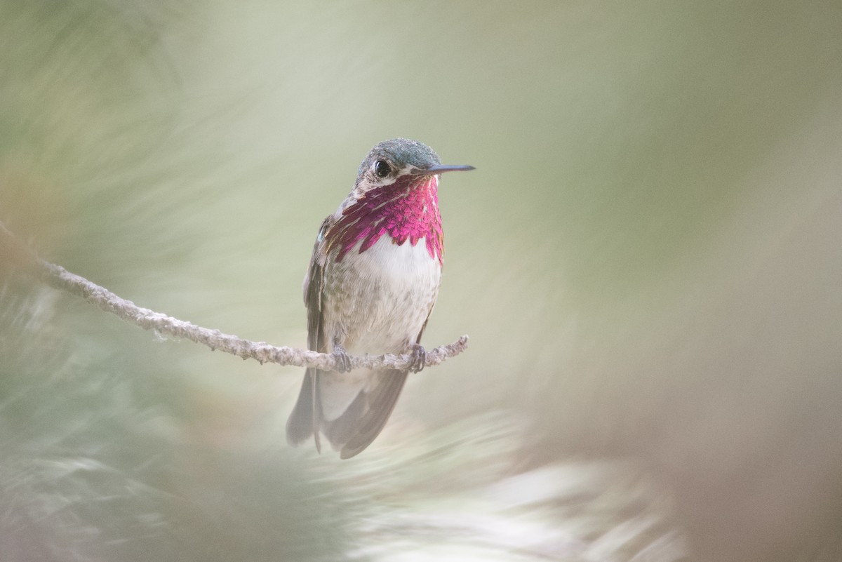 Calliope Hummingbird - John C. Mittermeier