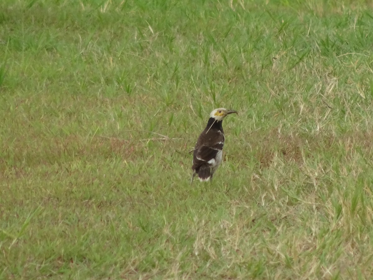 Black-collared Starling - ML464106911