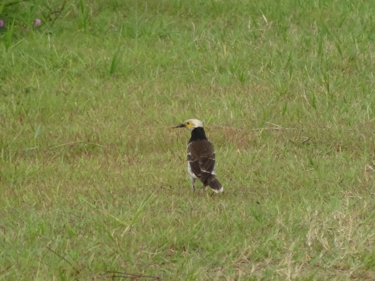 Black-collared Starling - ML464106921