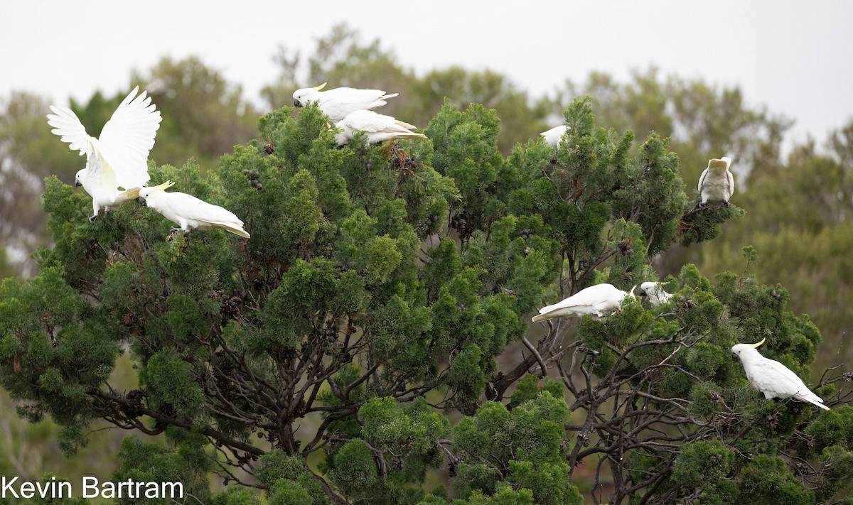 Sulphur-crested Cockatoo - ML464107291