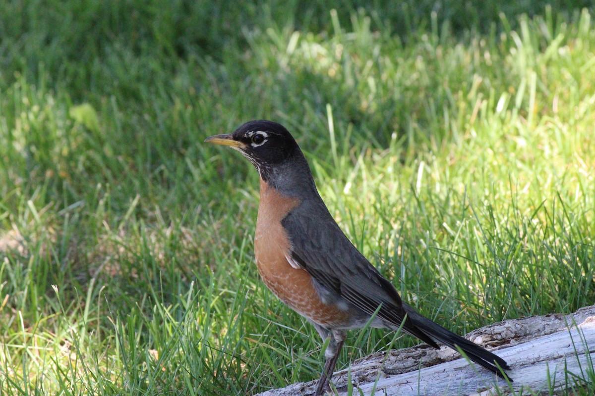 American Robin - ML464107581