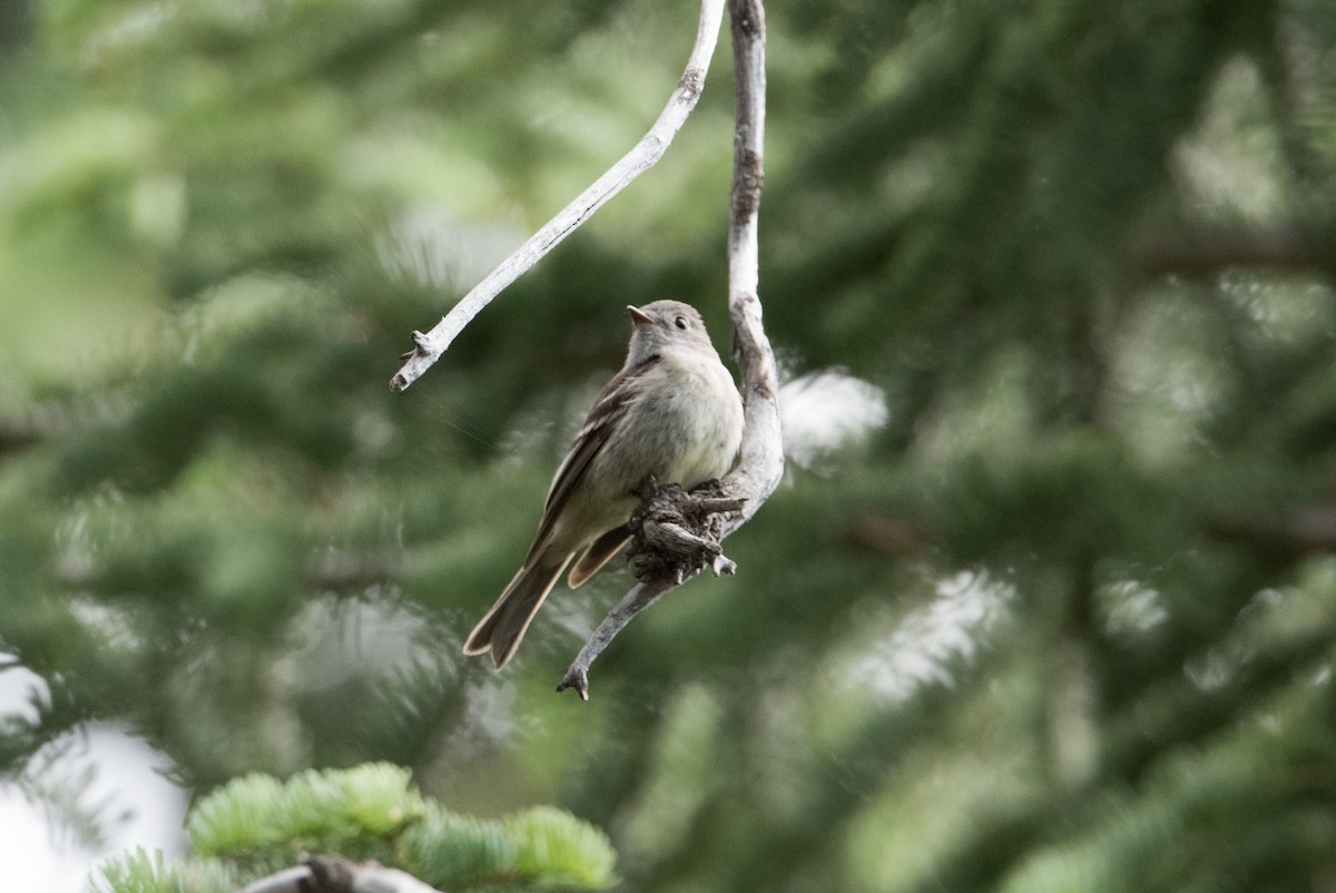 Hammond's Flycatcher - John C. Mittermeier