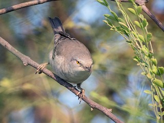 Immature - Barred Warbler