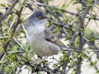 Adult - Barred Warbler