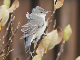 Immature - Barred Warbler