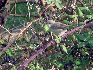 Juvenile - Barred Warbler