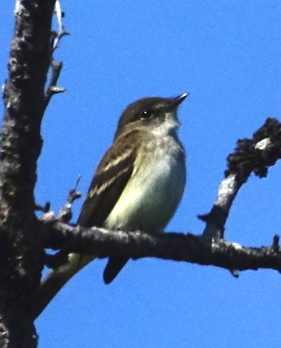 Alder Flycatcher - ML464111571