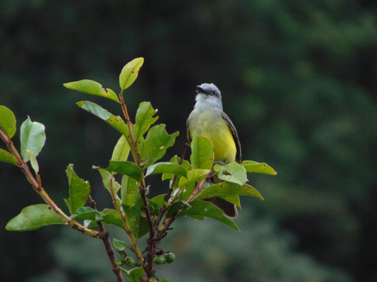 Tropical Kingbird - Rafael Bonilla Mata