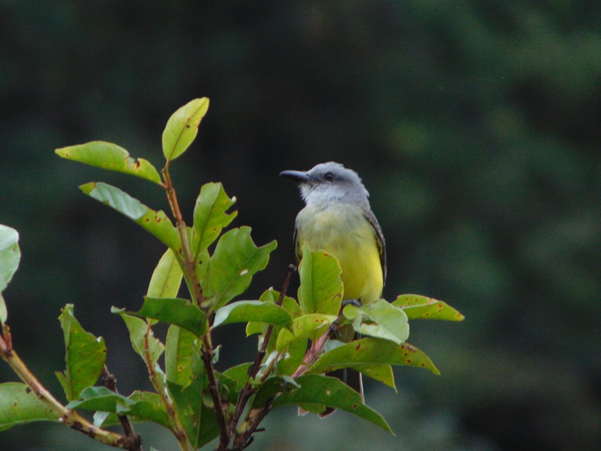 Tropical Kingbird - Rafael Bonilla Mata