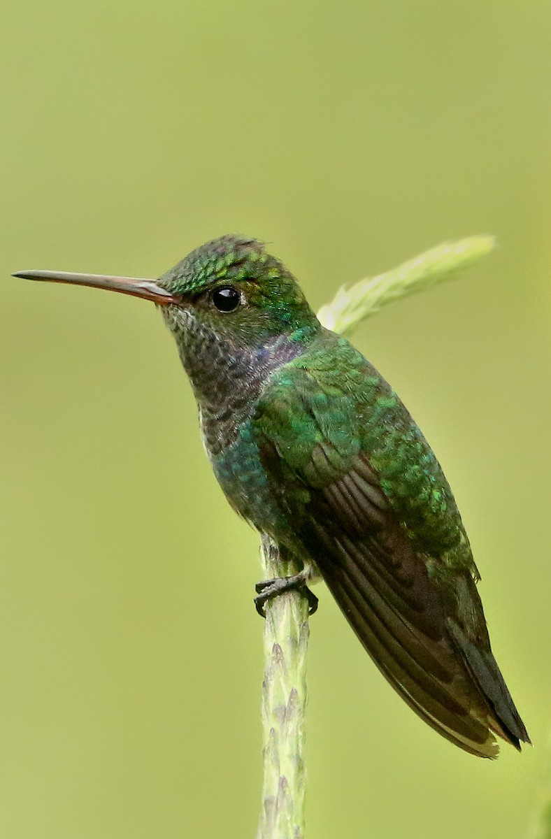 Sapphire-spangled Emerald - Frank Thierfelder