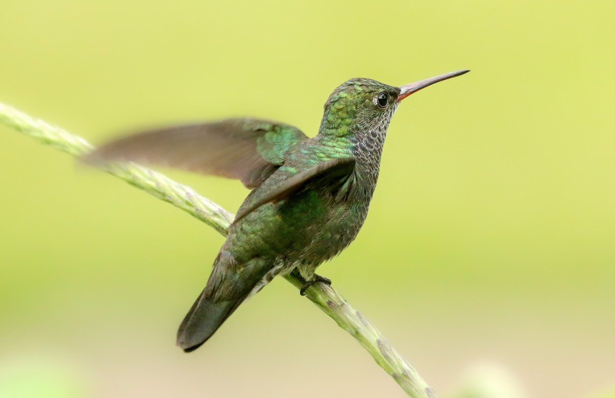 kolibřík safírový - ML464115241