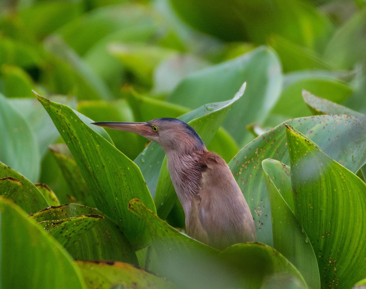 Yellow Bittern - ML464119251