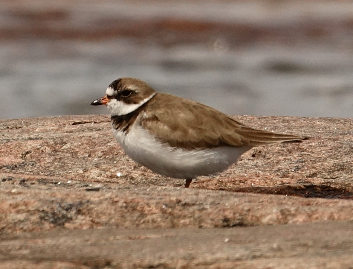 Semipalmated Plover - ML464120091