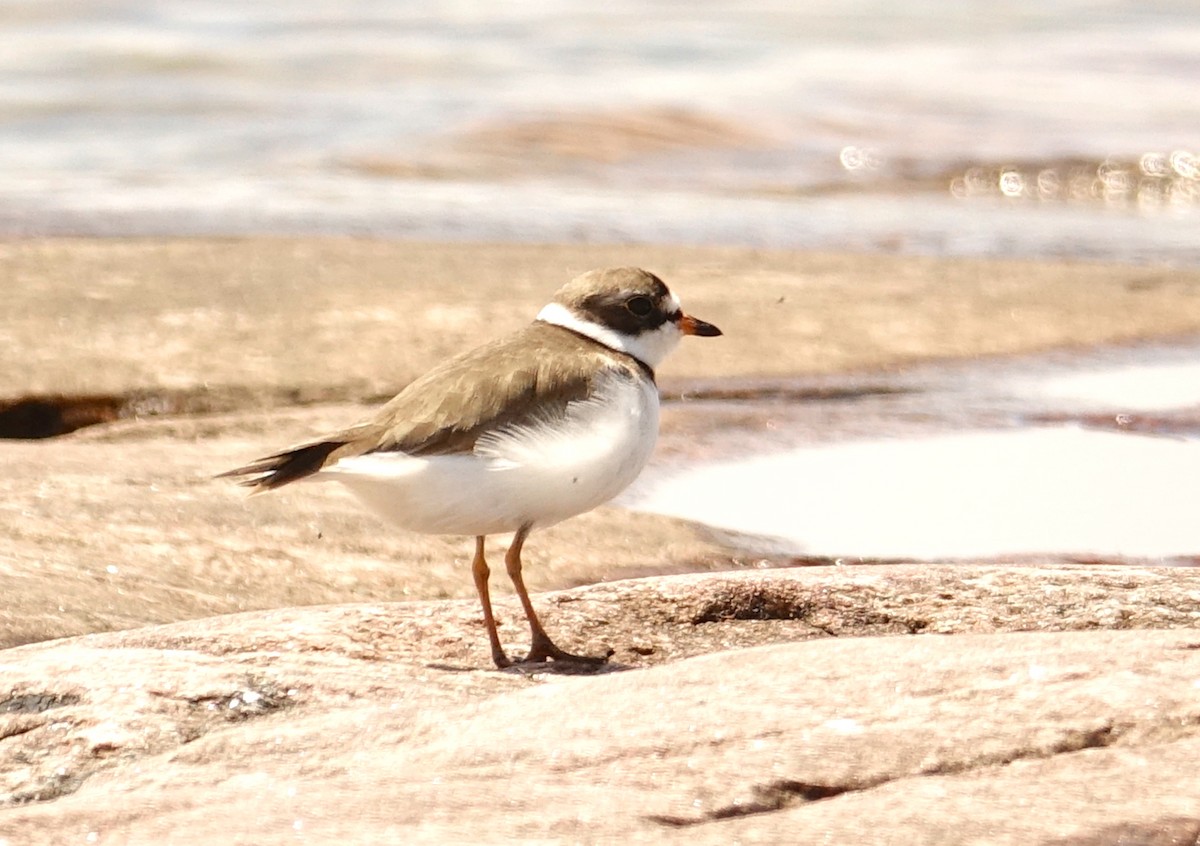 Semipalmated Plover - ML464120181