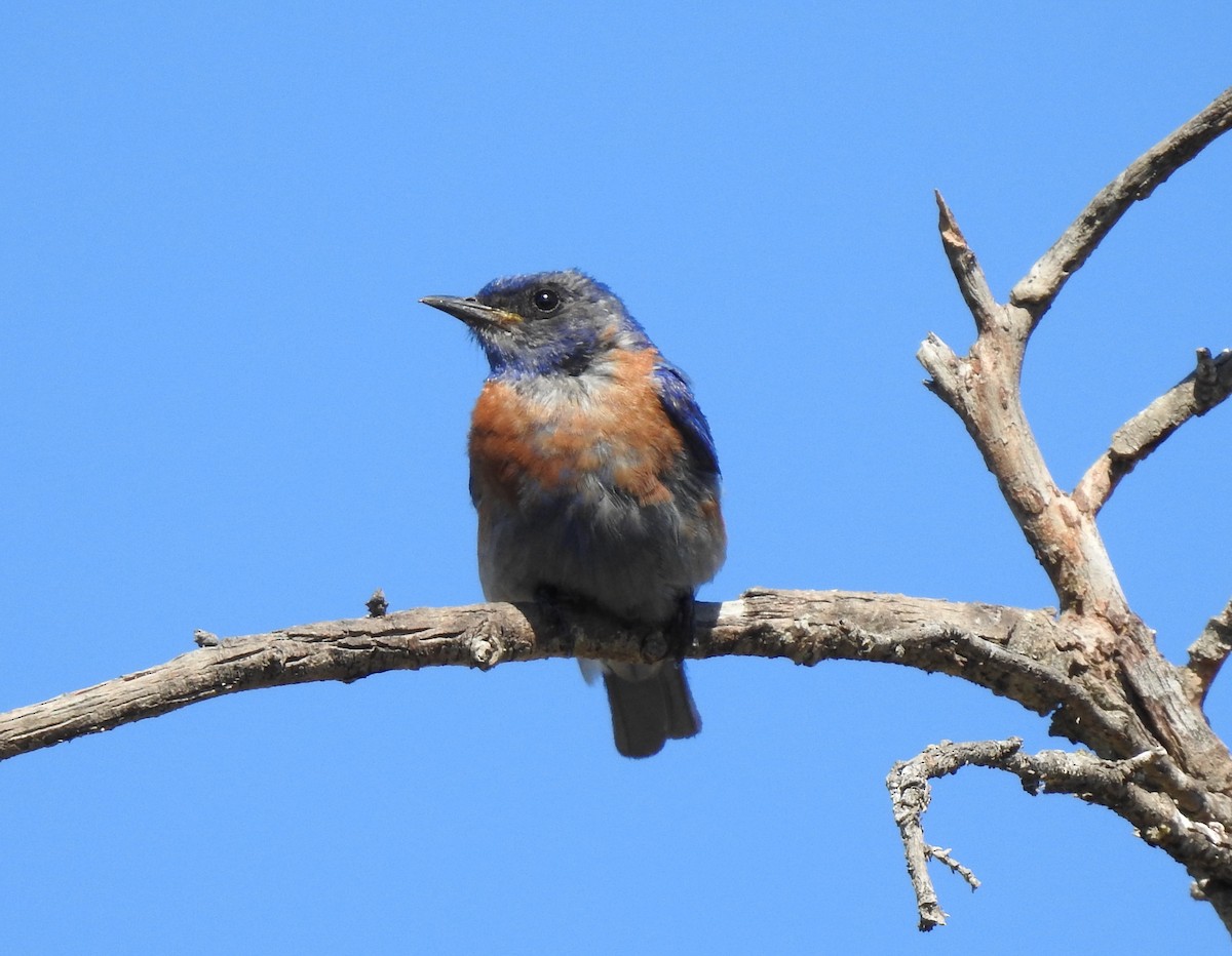 Western Bluebird - ML464121671