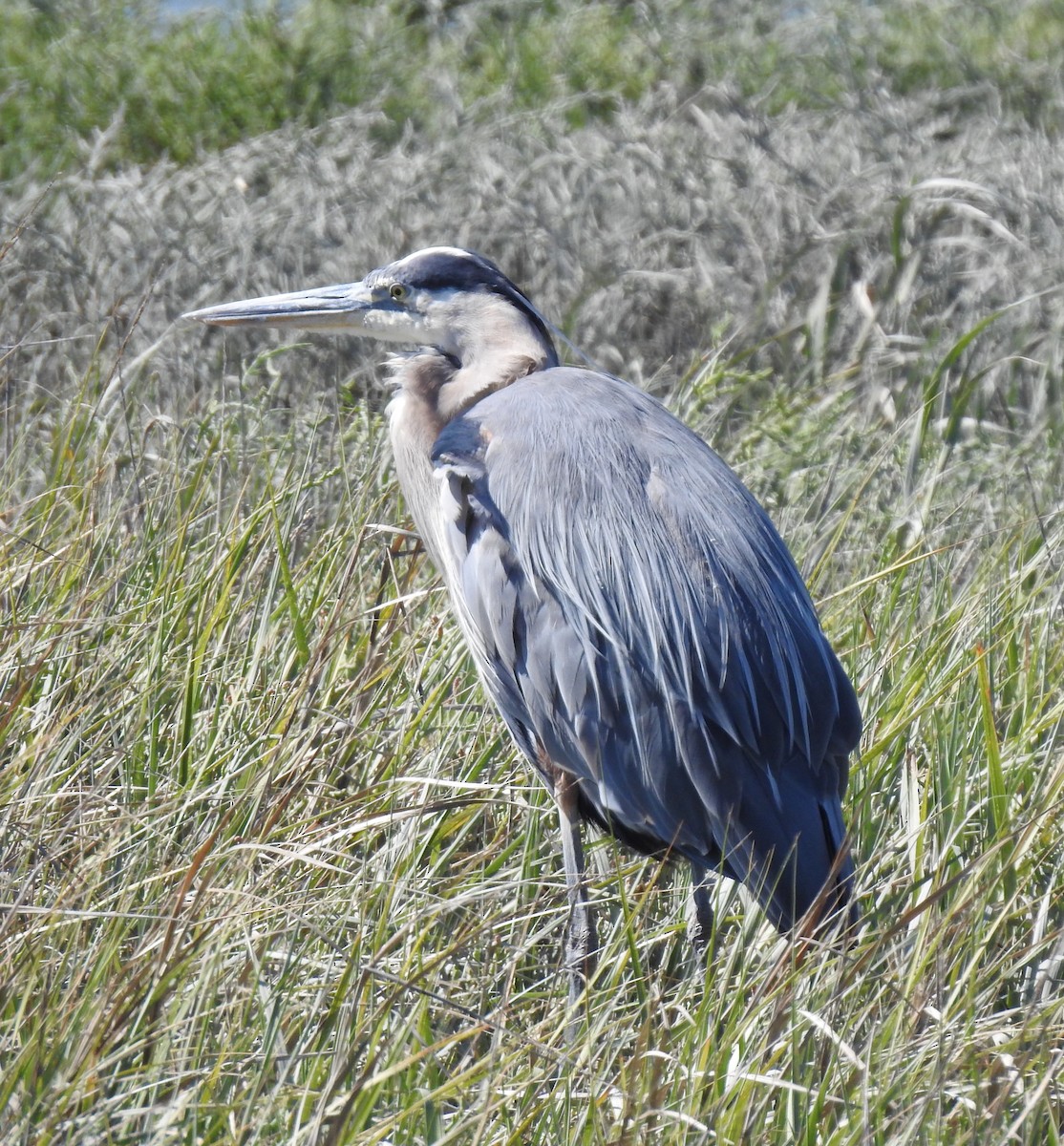 Great Blue Heron - Anonymous