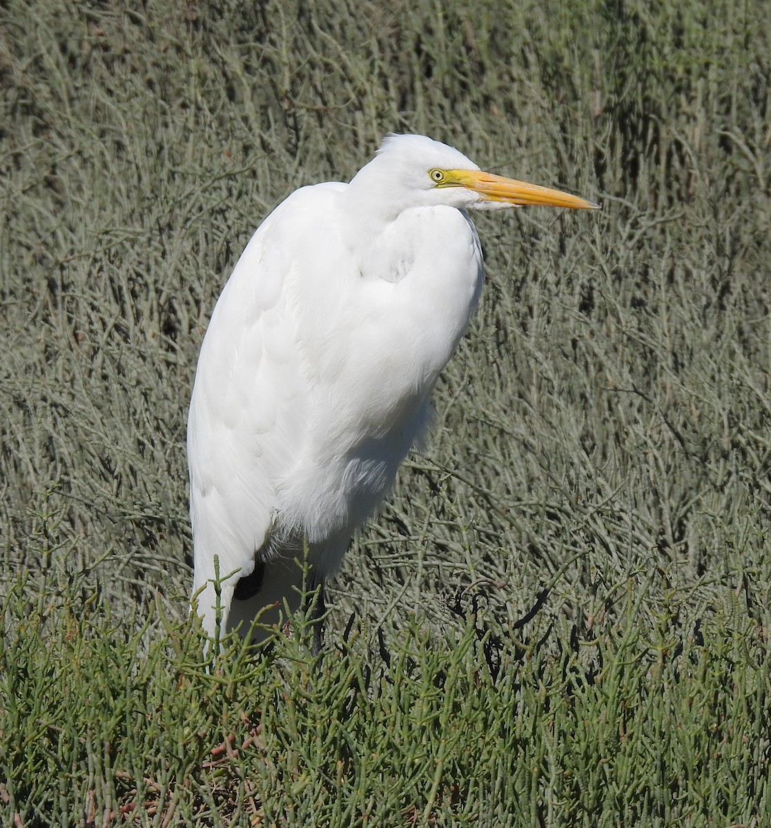 Great Egret - ML464121921